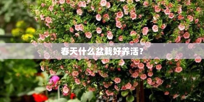 春天什么盆栽好养活? 春天什么盆栽好养活?