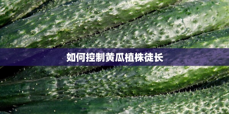 如何控制黄瓜植株徒长