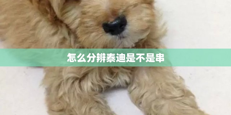 怎么分辨泰迪是不是串