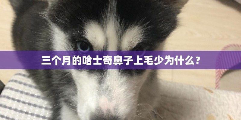 三个月的哈士奇鼻子上毛少为什么？