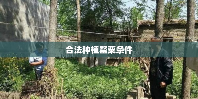 合法种植罂粟条件