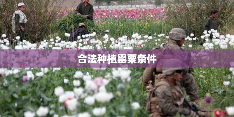 合法种植罂粟条件 合法种植罂粟条件