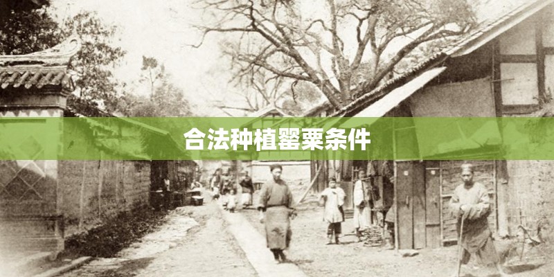 合法种植罂粟条件 合法种植罂粟条件