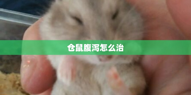 仓鼠腹泻怎么治