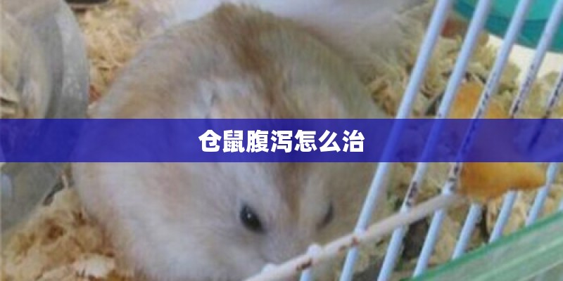 仓鼠腹泻怎么治