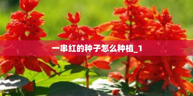 一串红的种子怎么种植_1