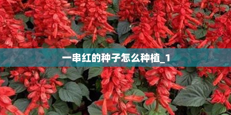 一串红的种子怎么种植_1