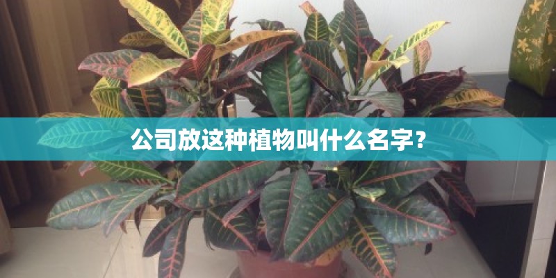 公司放这种植物叫什么名字？