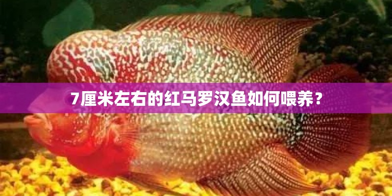 7厘米左右的红马罗汉鱼如何喂养？