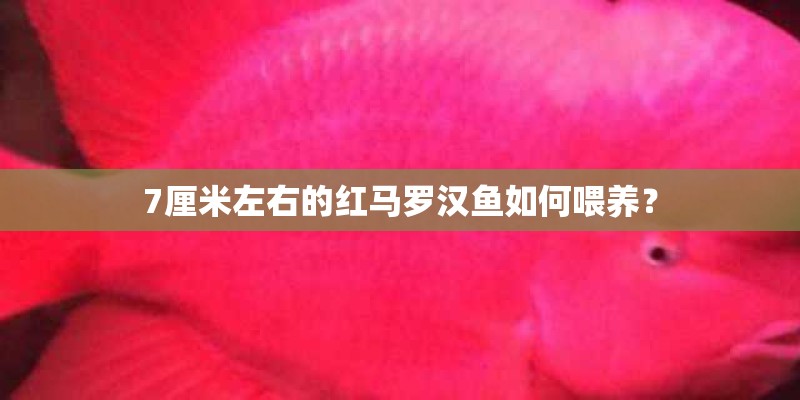 7厘米左右的红马罗汉鱼如何喂养？