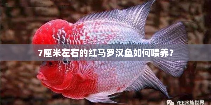7厘米左右的红马罗汉鱼如何喂养？