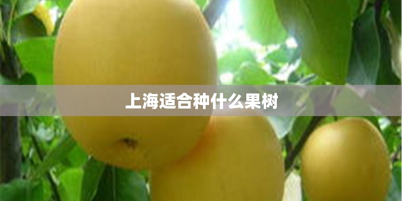 上海适合种什么果树 上海适合种什么果树