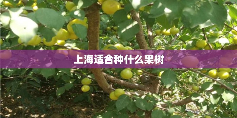 上海适合种什么果树