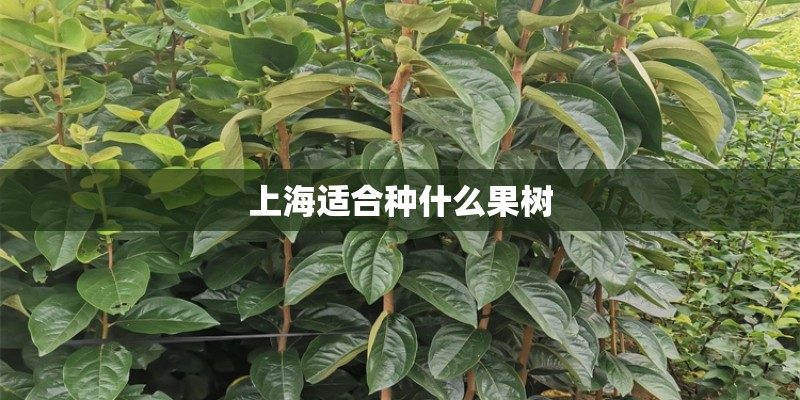 上海适合种什么果树 上海适合种什么果树