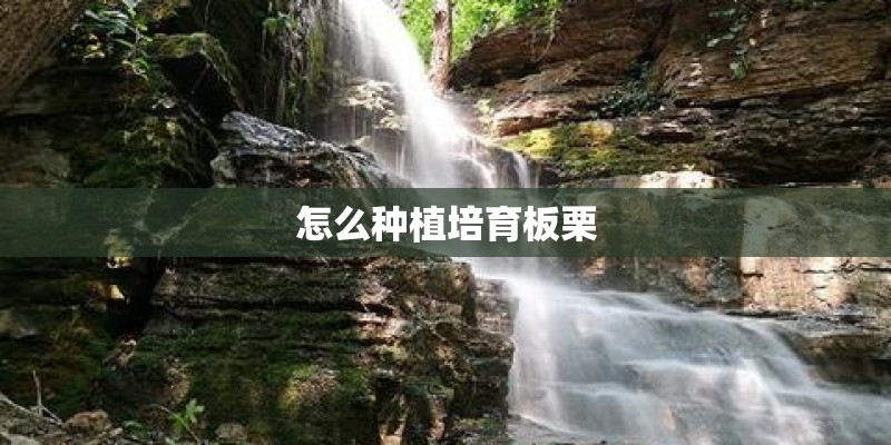 怎么种植培育板栗