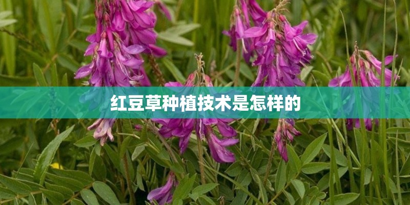 红豆草种植技术是怎样的