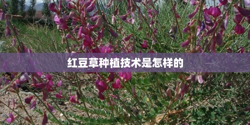 红豆草种植技术是怎样的