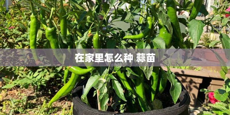 在家里怎么种 蒜苗