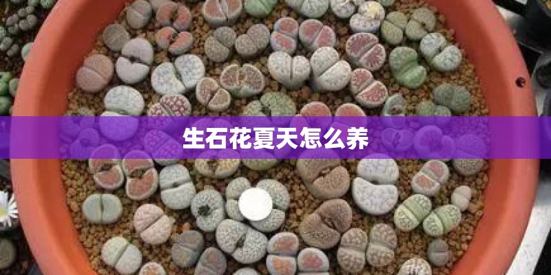 生石花夏天怎么养