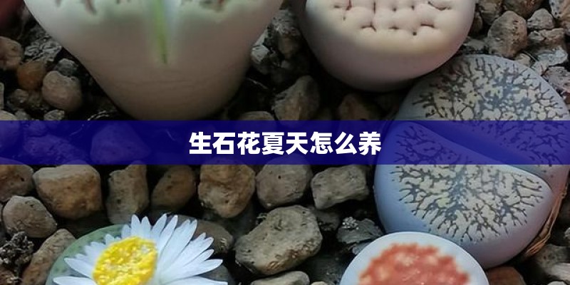 生石花夏天怎么养