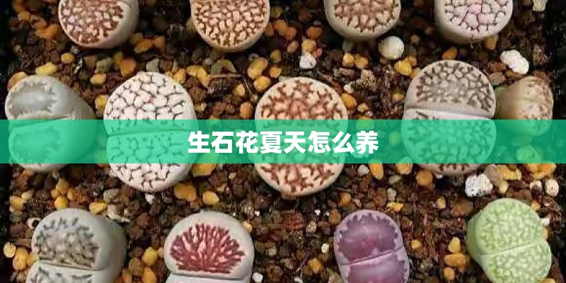 生石花夏天怎么养