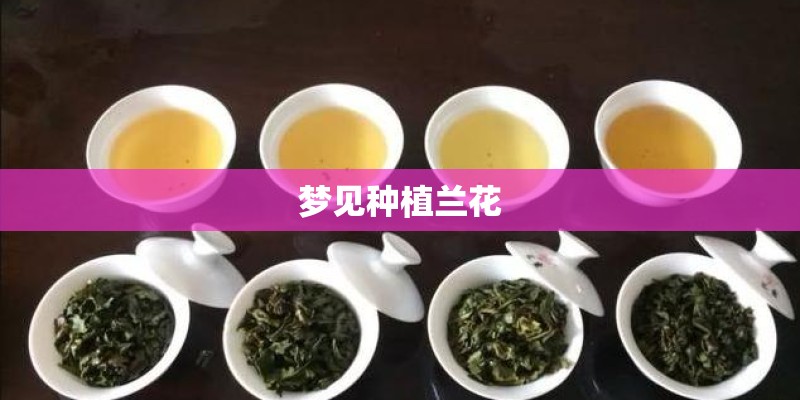 梦见种植兰花 梦见种植兰花