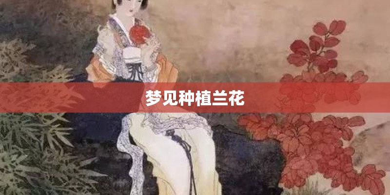 梦见种植兰花