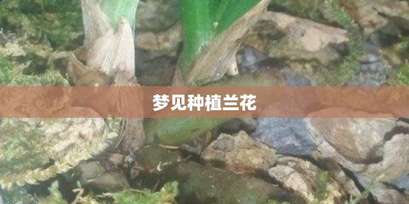 梦见种植兰花 梦见种植兰花