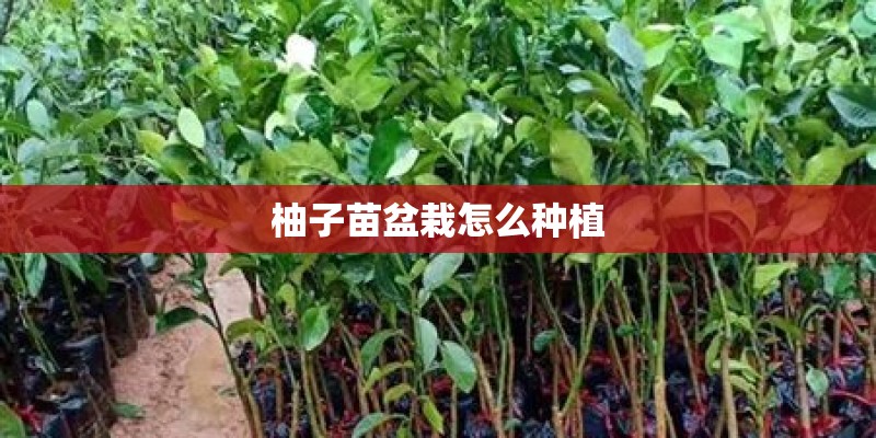 柚子苗盆栽怎么种植