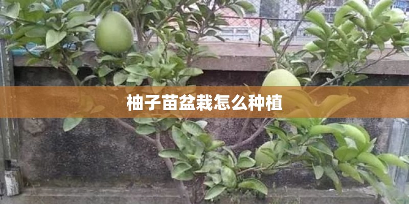 柚子苗盆栽怎么种植