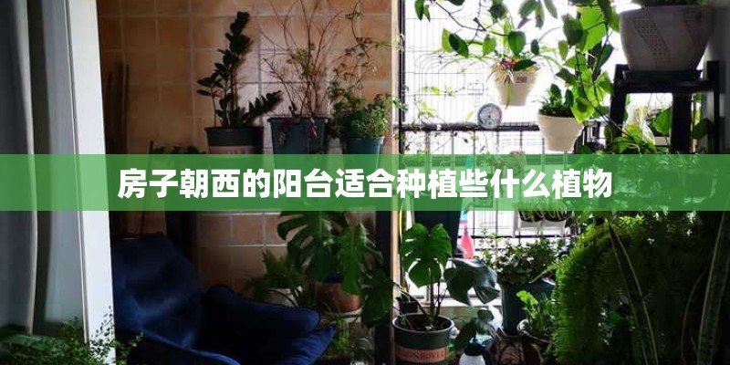 房子朝西的阳台适合种植些什么植物
