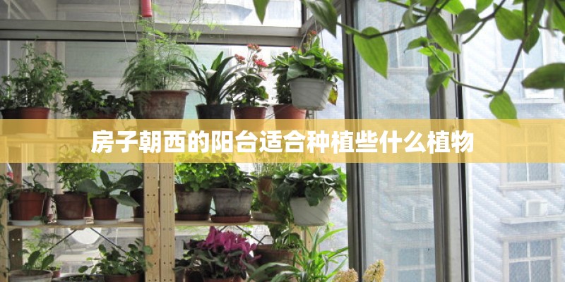 房子朝西的阳台适合种植些什么植物