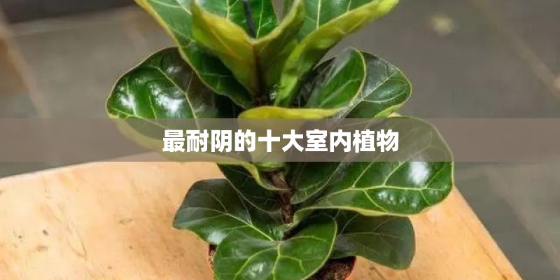 最耐阴的十大室内植物
