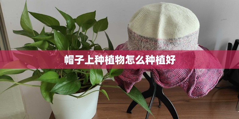 帽子上种植物怎么种植好