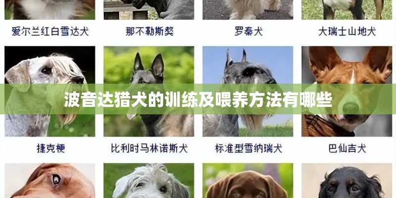 波音达猎犬的训练及喂养方法有哪些 波音达猎犬的训练及喂养方法有哪些