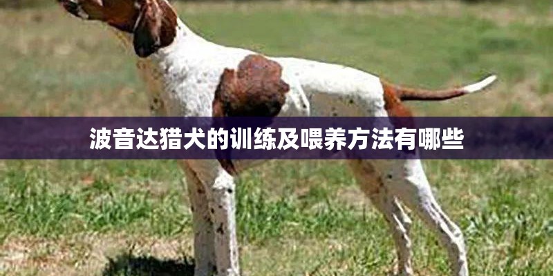 波音达猎犬的训练及喂养方法有哪些 波音达猎犬的训练及喂养方法有哪些