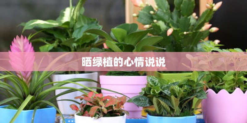 晒绿植的心情说说