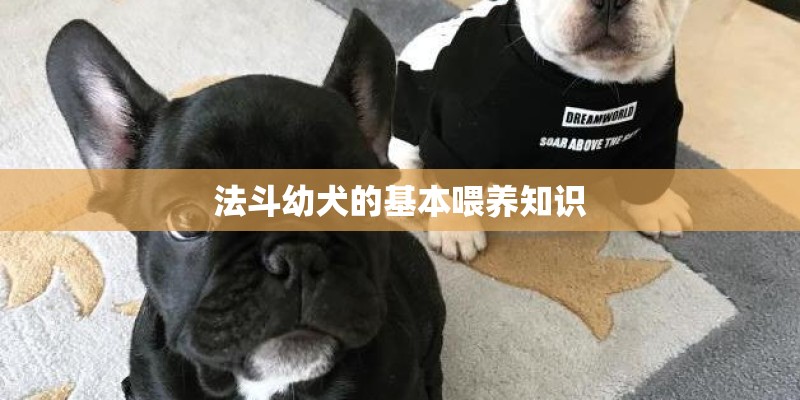 法斗幼犬的基本喂养知识 法斗幼犬的基本喂养知识