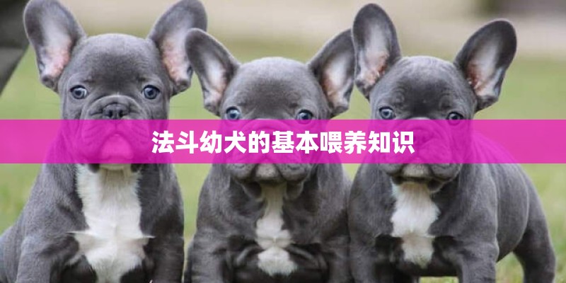 法斗幼犬的基本喂养知识 法斗幼犬的基本喂养知识