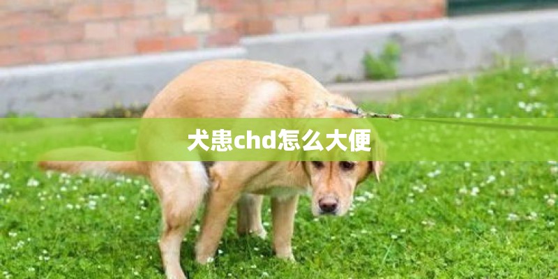 犬患chd怎么大便
