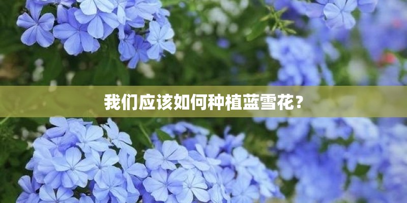 我们应该如何种植蓝雪花？