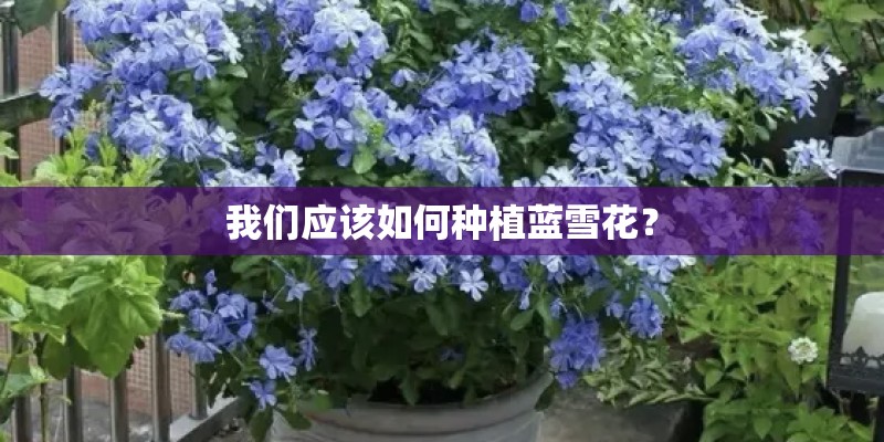 我们应该如何种植蓝雪花? 我们应该如何种植蓝雪花?