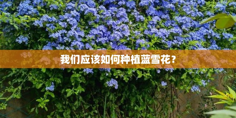 我们应该如何种植蓝雪花? 我们应该如何种植蓝雪花?