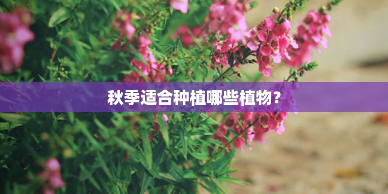 秋季适合种植哪些植物？
