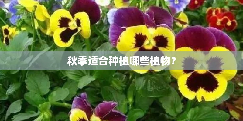 秋季适合种植哪些植物？