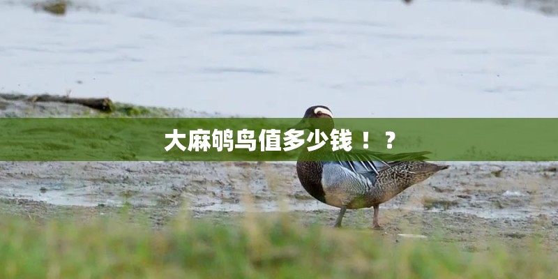 大麻鸲鸟值多少钱 ！？