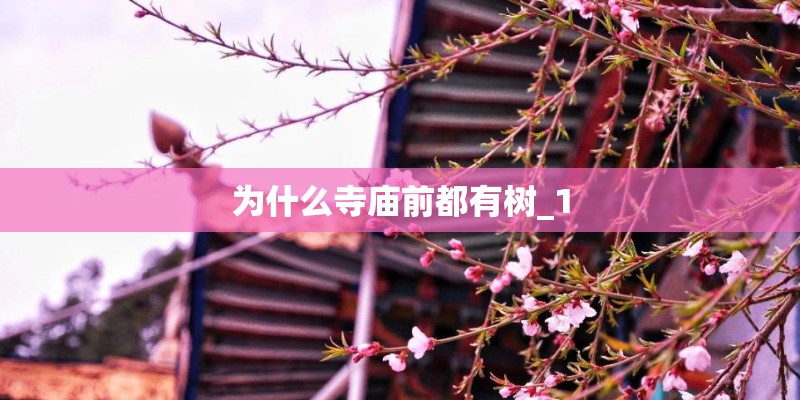 为什么寺庙前都有树_1
