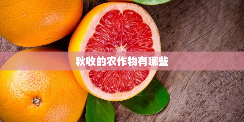 秋收的农作物有哪些