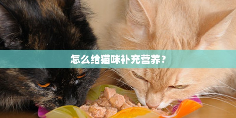 怎么给猫咪补充营养？