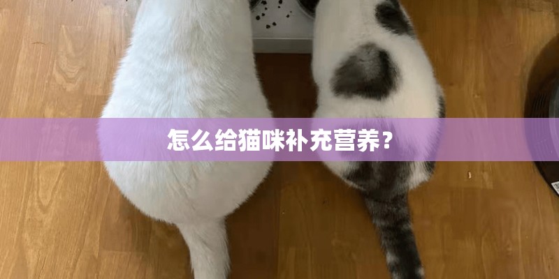 怎么给猫咪补充营养? 怎么给猫咪补充营养?